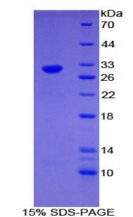 Figure 1. SDS-PAGE