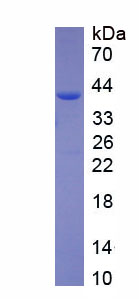Figure 1. SDS-PAGE