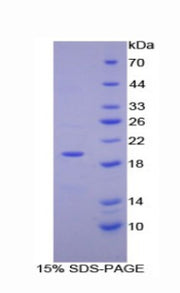 Figure 1. SDS-PAGE
