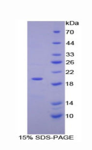 Figure 1. SDS-PAGE