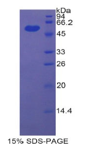Figure 1. SDS-PAGE