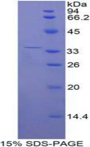 Figure 1. SDS-PAGE