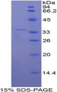 Figure 1. SDS-PAGE