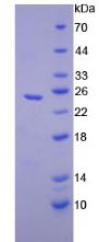 Figure 2. SDS-PAGE