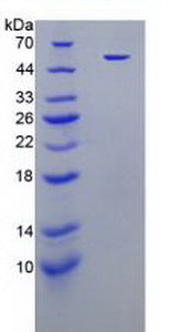 Figure 2. SDS-PAGE