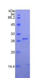 Figure 2. SDS-PAGE