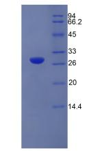 Figure 2. SDS-PAGE