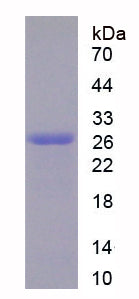 Figure 1. SDS-PAGE