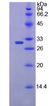 Figure 2. SDS-PAGE