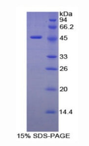 Figure 1. SDS-PAGE