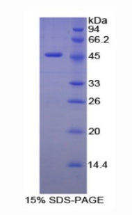 Figure 1. SDS-PAGE