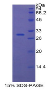 Figure 1. SDS-PAGE