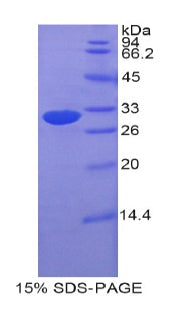 Figure 1. SDS-PAGE