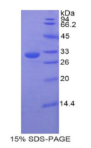Figure 1. SDS-PAGE