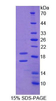 Figure 1. SDS-PAGE