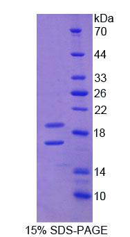 Figure 1. SDS-PAGE
