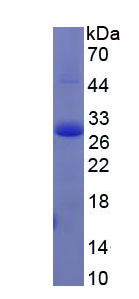 Figure 1. SDS-PAGE