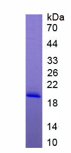 Figure 1. SDS-PAGE