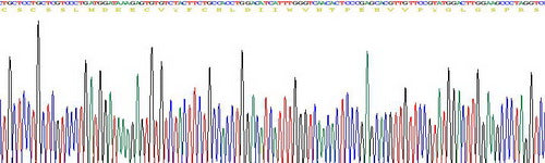 Recombinant Human Endothelin 1 (EDN1)