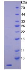 Figure 3. SDS-PAGE
