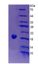 Figure 2. SDS-PAGE