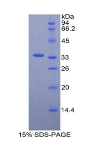 Figure 1. SDS-PAGE