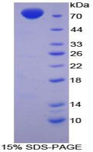 Figure 1. SDS-PAGE