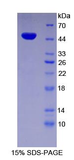 Figure 1. SDS-PAGE