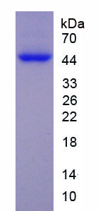 Figure 1. SDS-PAGE