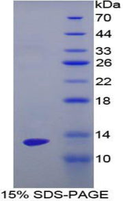 Figure 1. SDS-PAGE