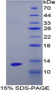 Figure 1. SDS-PAGE
