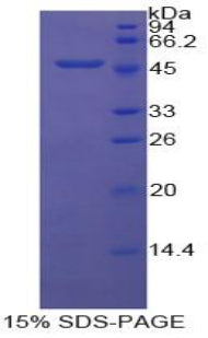 Figure 1. SDS-PAGE