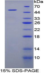 Figure 1. SDS-PAGE