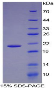 Figure 1. SDS-PAGE