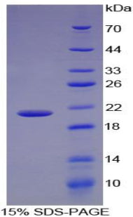 Figure 1. SDS-PAGE