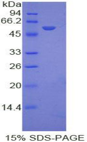 Figure 1. SDS-PAGE