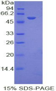 Figure 1. SDS-PAGE