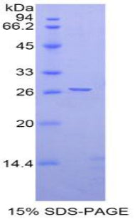 Figure 1. SDS-PAGE