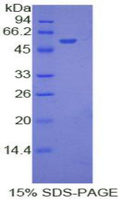 Figure 1. SDS-PAGE