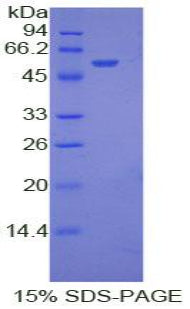 Figure 1. SDS-PAGE