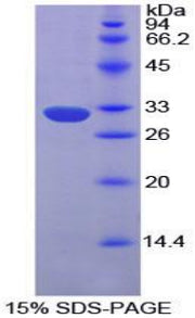 Figure 1. SDS-PAGE