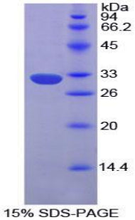 Figure 1. SDS-PAGE