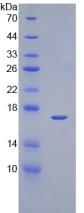 Figure 2. SDS-PAGE