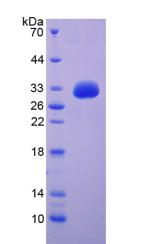 Figure 2. SDS-PAGE