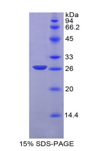 Figure 1. SDS-PAGE