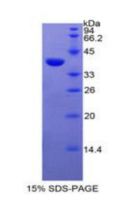 Figure 1. SDS-PAGE