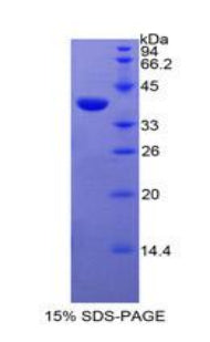 Figure 1. SDS-PAGE