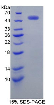Figure 1. SDS-PAGE