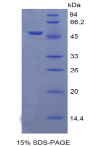 Figure 1. SDS-PAGE