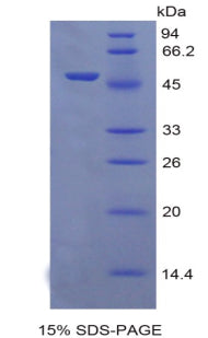 Figure 1. SDS-PAGE